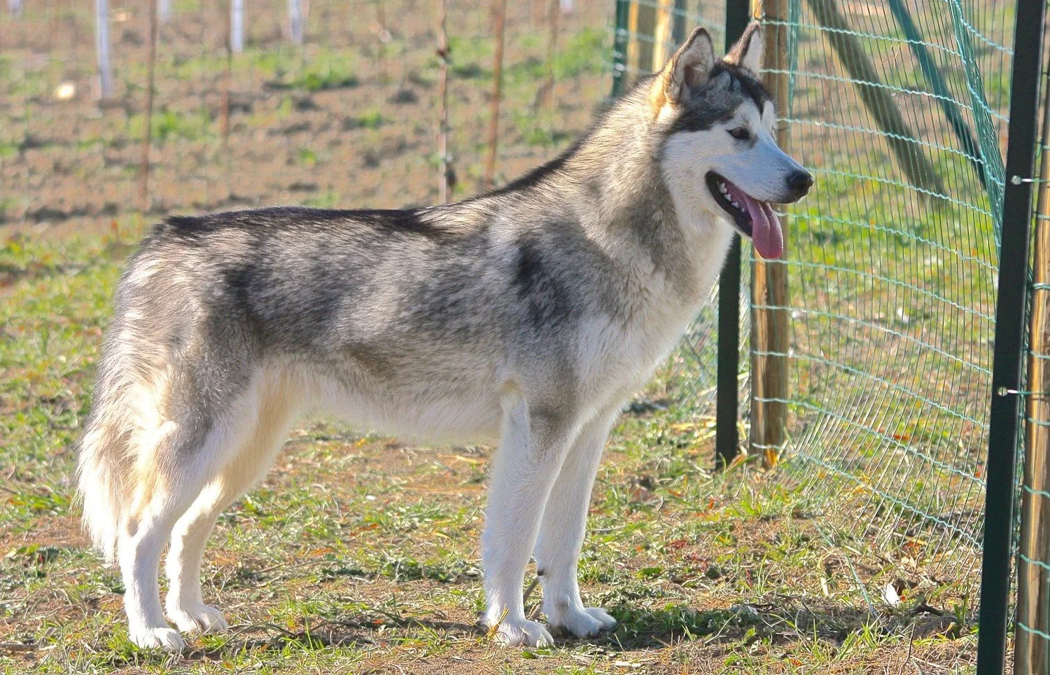 Aria, Alaskan Malamute · photo 3