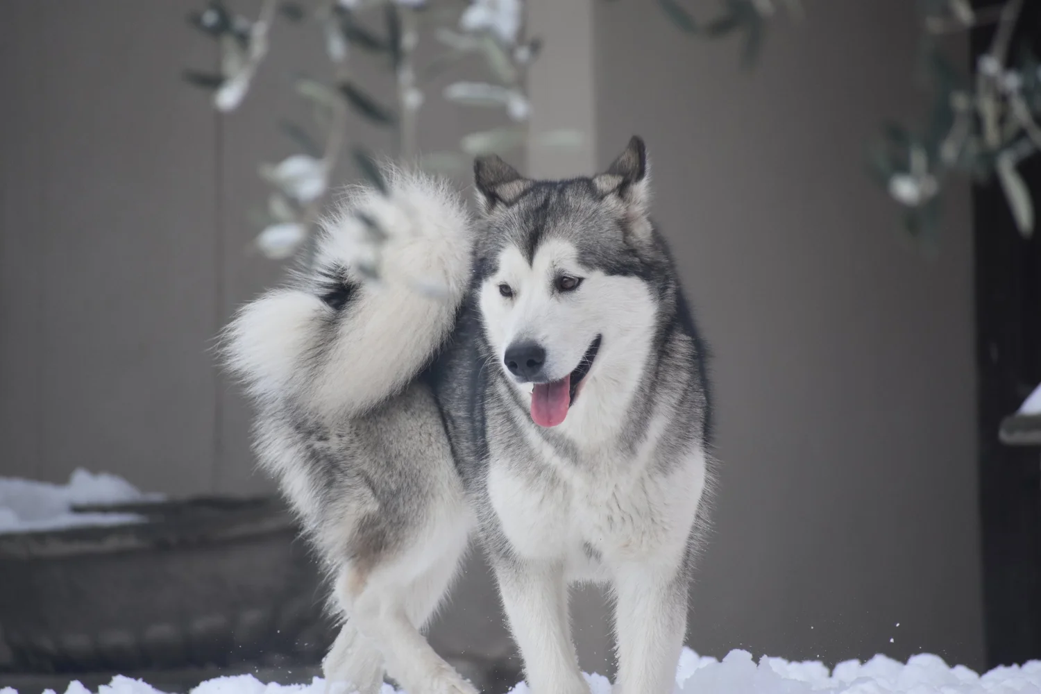 Aria, Alaskan Malamute · photo 5