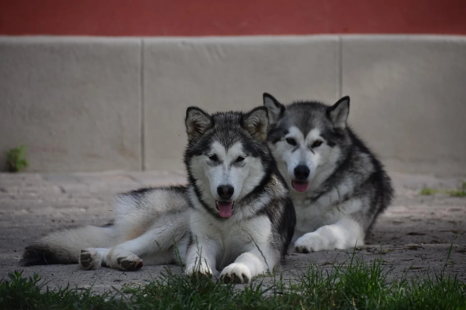Qiqi, Alaskan Malamute · photo 7