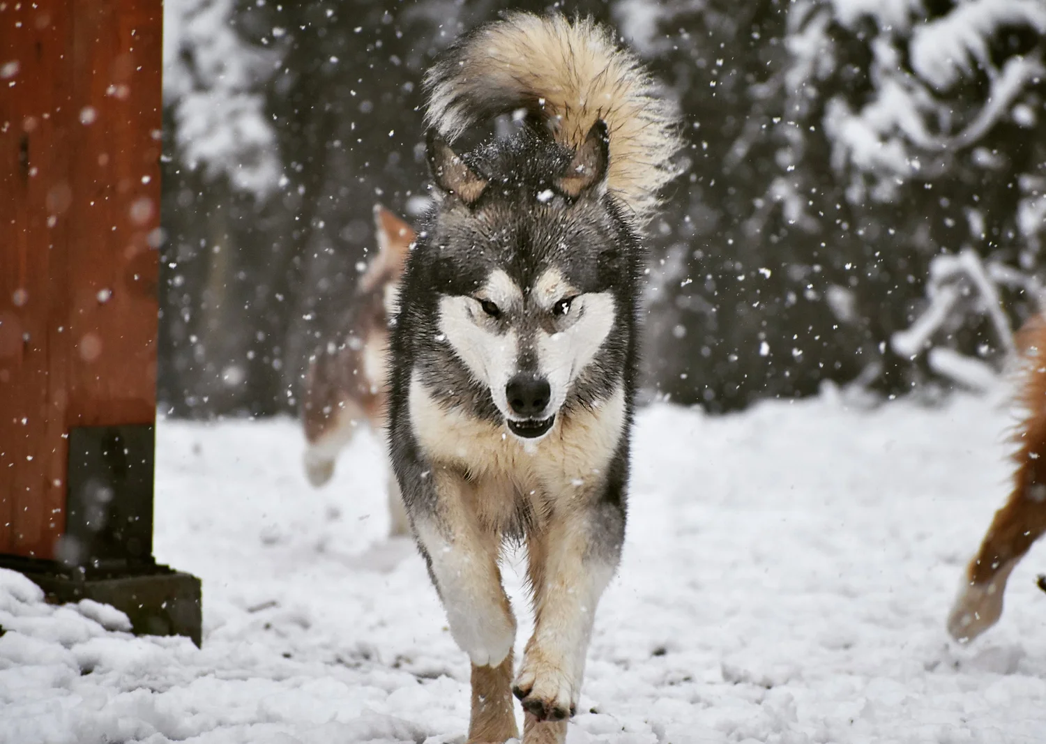 Vind, Alaskan Malamute