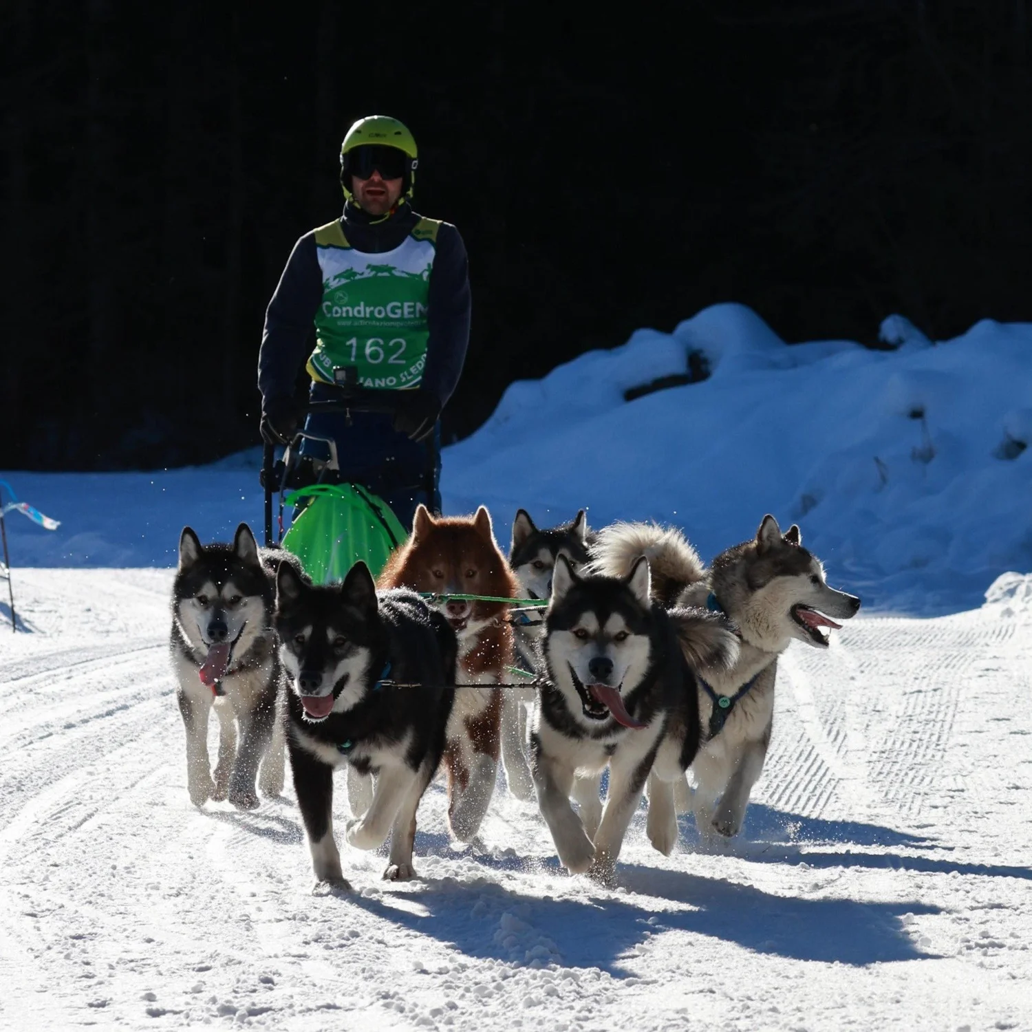 Kol, Alaskan Malamute · photo 7
