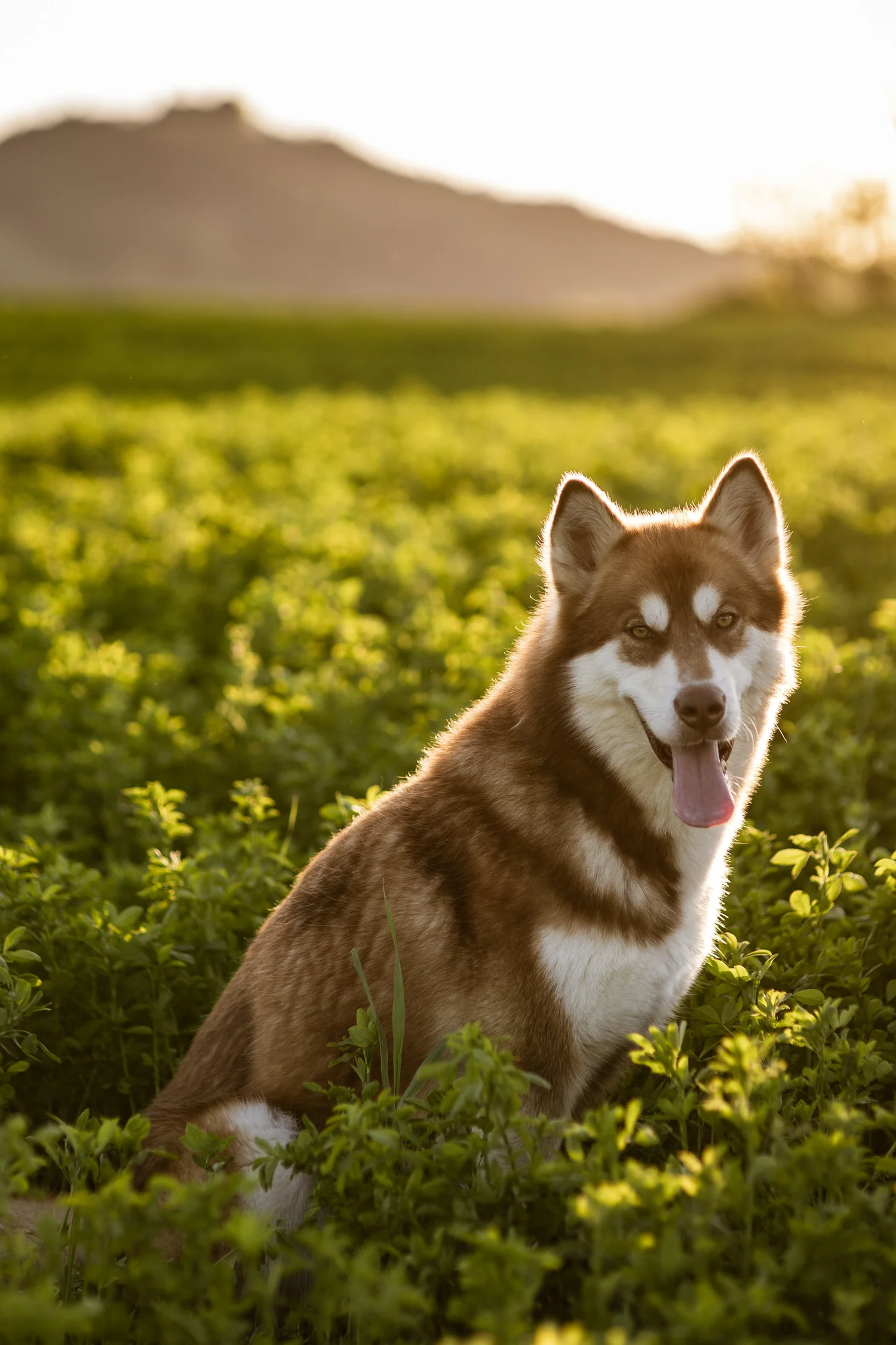 Katla, Alaskan Malamute · photo 2