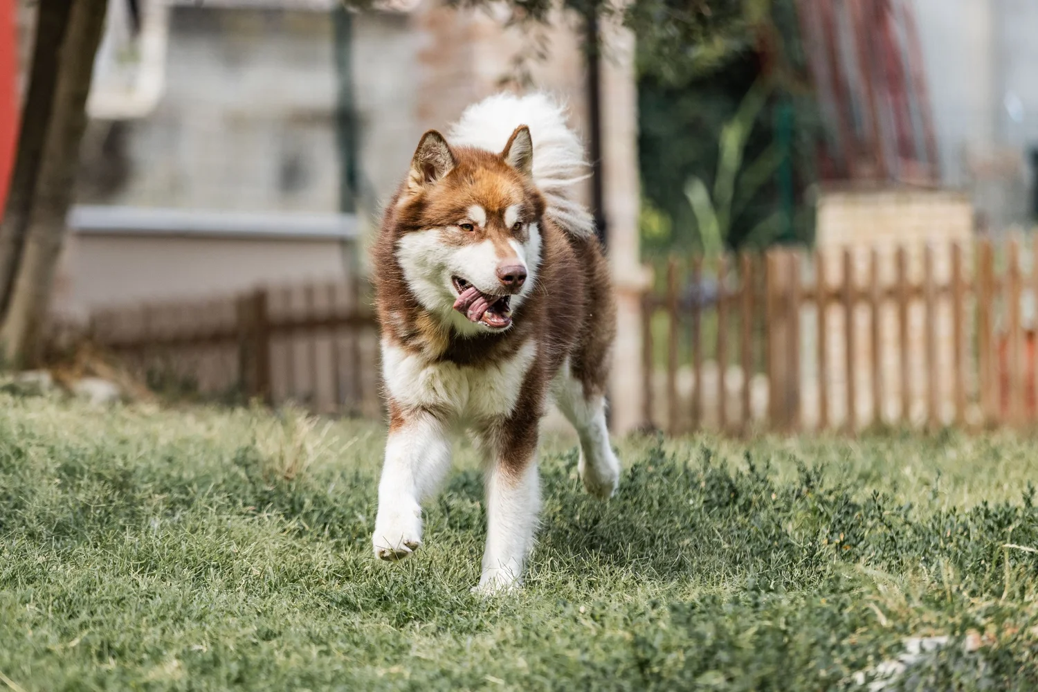 Lupo siberiano mentre corre su un prato in giardino.
