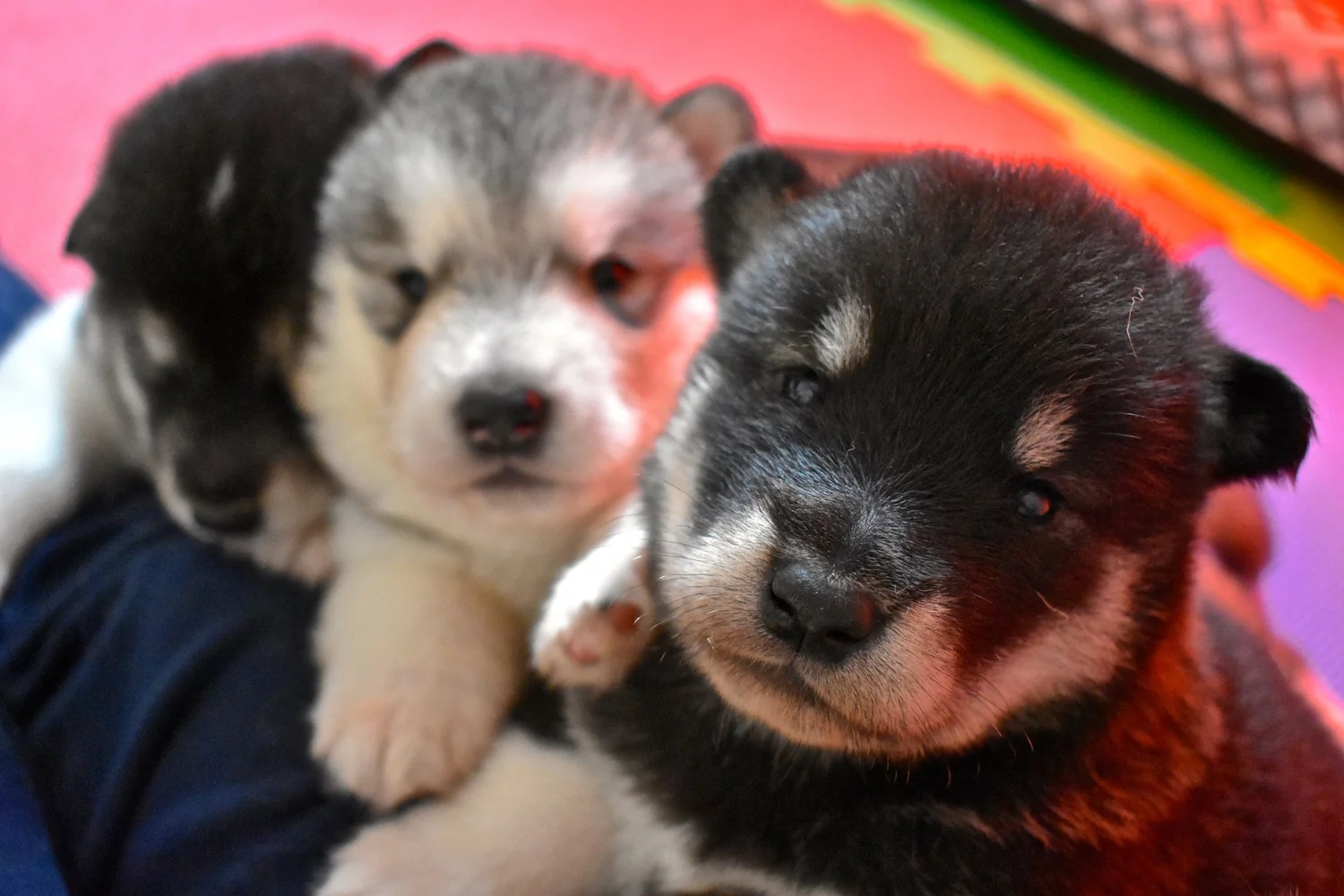 Cenere, Alaskan Malamute