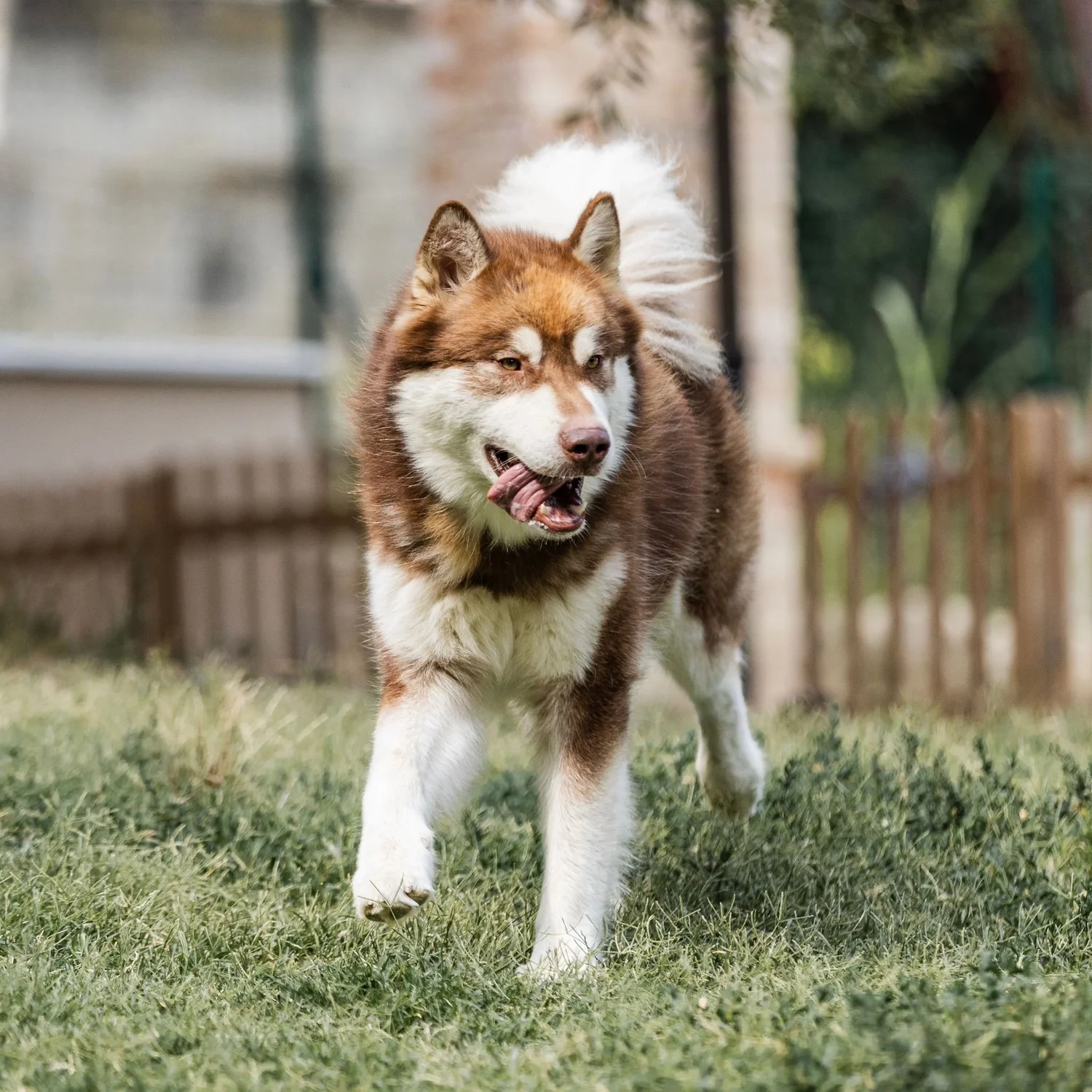 Scar, Alaskan Malamute · photo 6