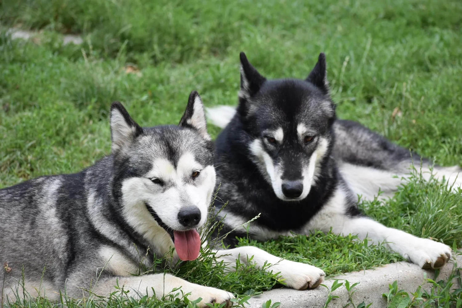 Bora, Alaskan Malamute · photo 6