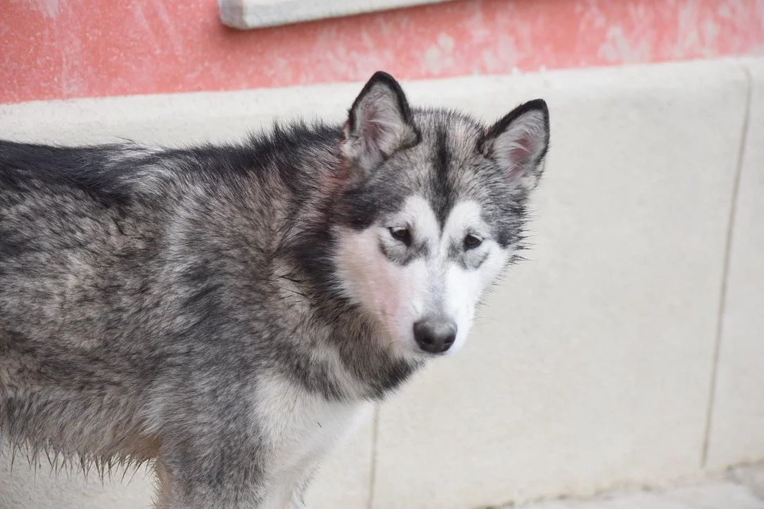 Dory, Alaskan Malamute · photo 4
