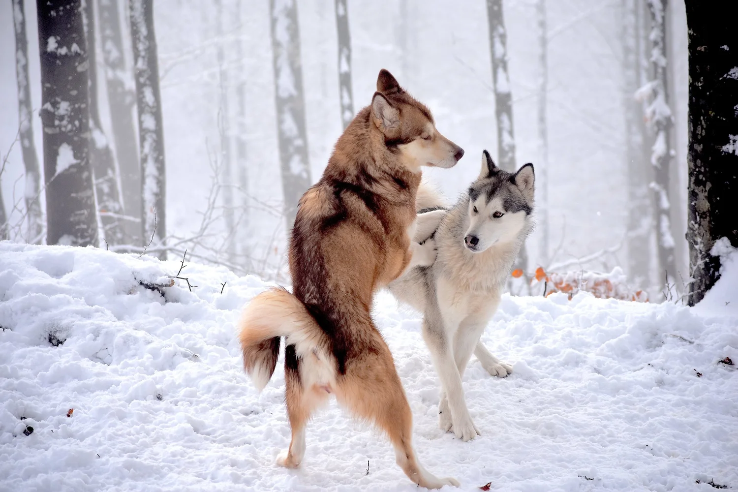 Fiamma, Alaskan Malamute · photo 3