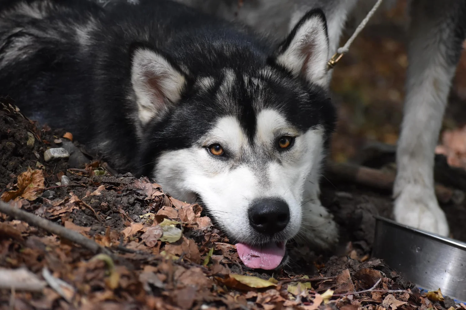 Kol, Alaskan Malamute · photo 9