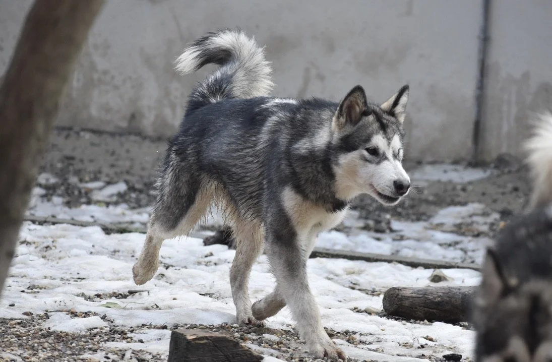 Bora, Alaskan Malamute