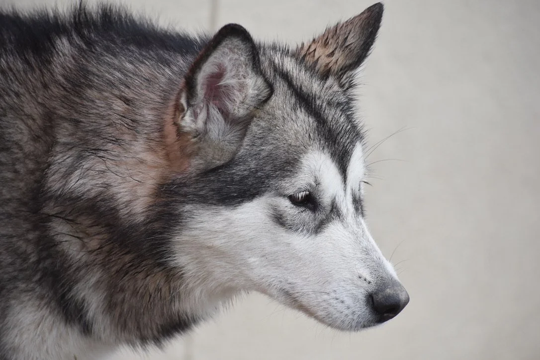 Dory, Alaskan Malamute · photo 3