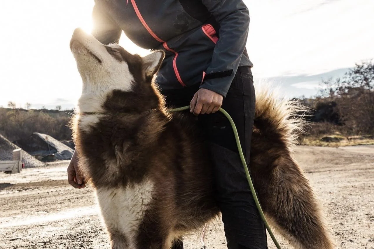 Scar, Alaskan Malamute