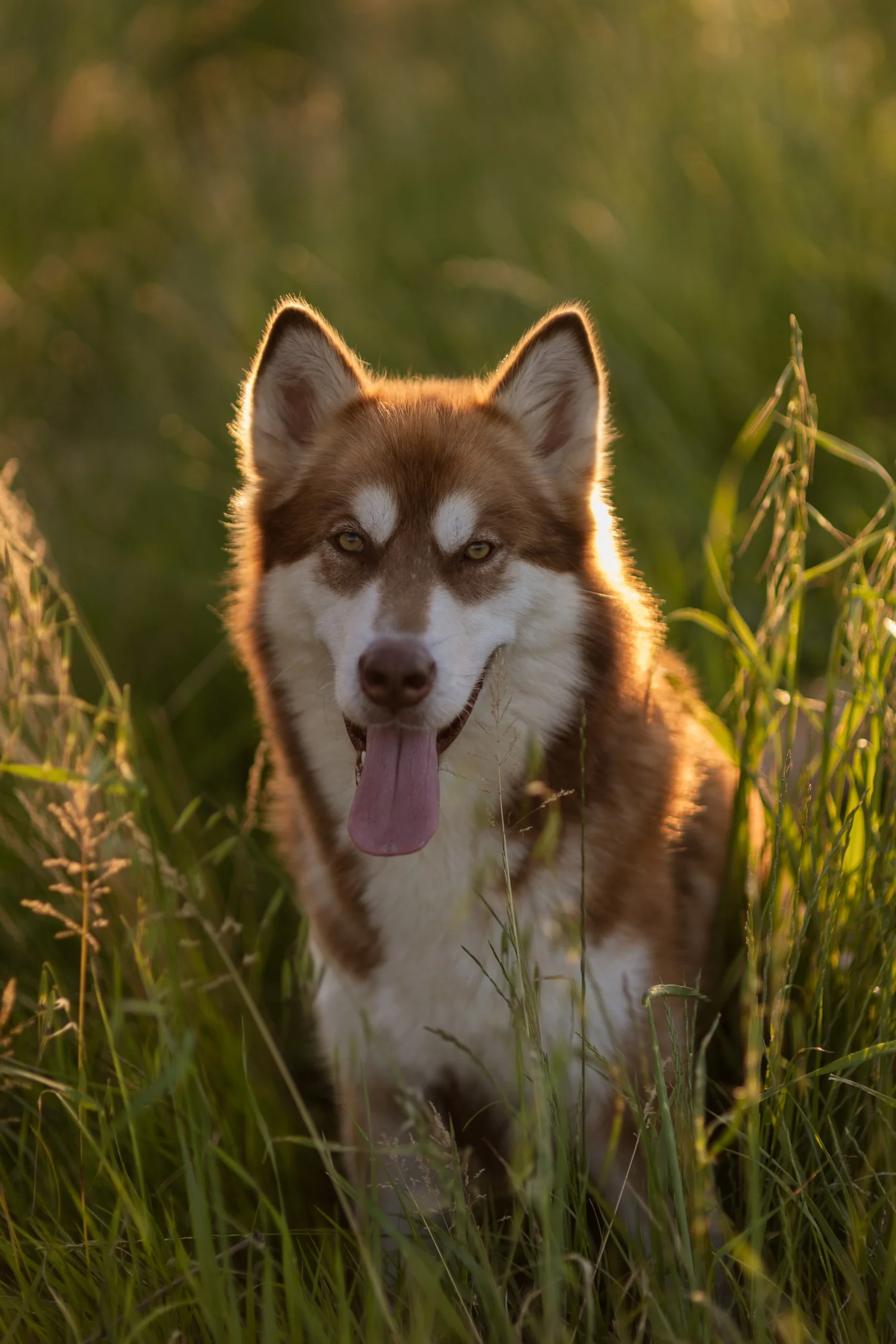 Katla, Alaskan Malamute · photo 6
