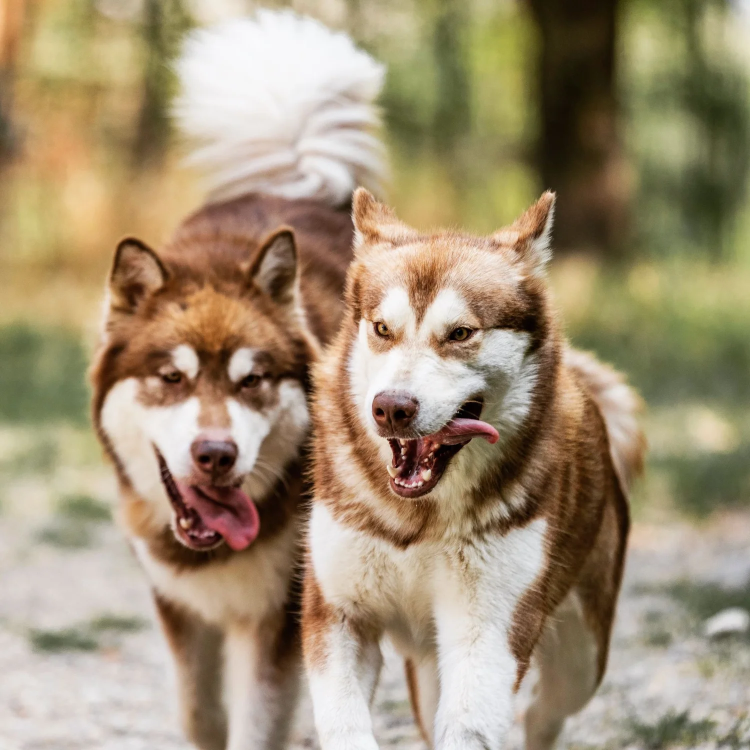 Fiamma, Alaskan Malamute · photo 7