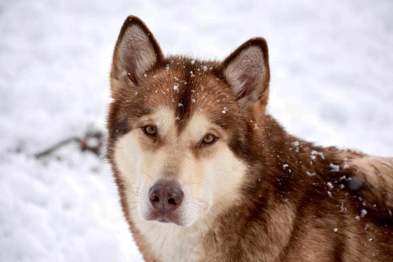 Fiamma, Alaskan Malamute
