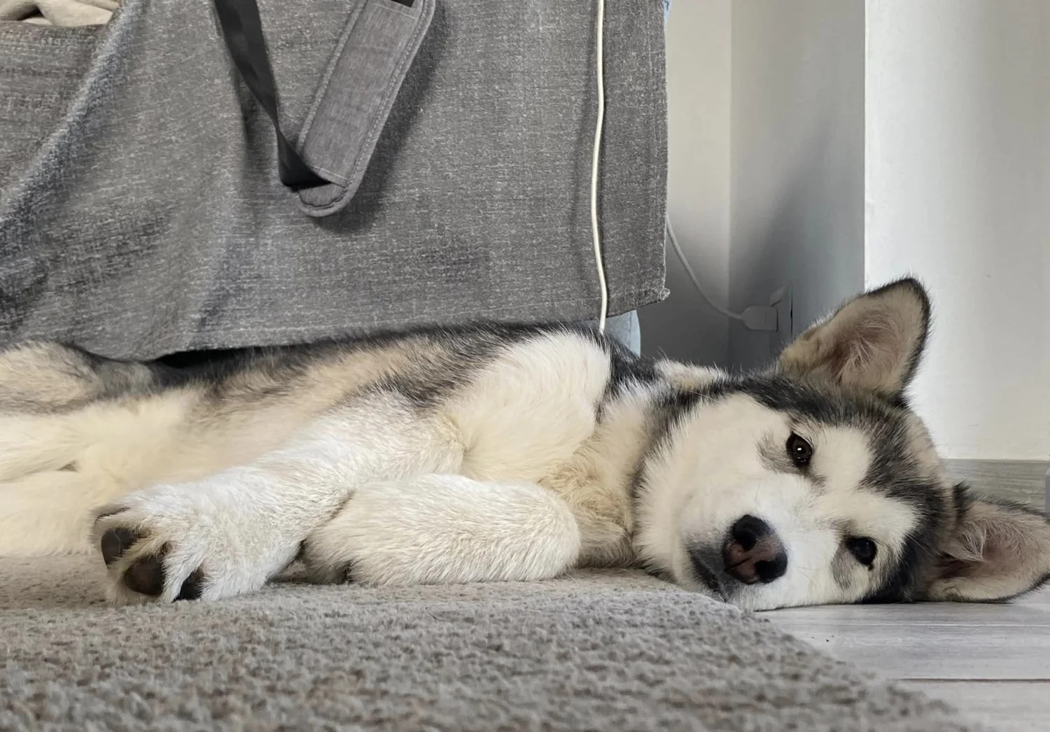 Qiqi, Alaskan Malamute · photo 8