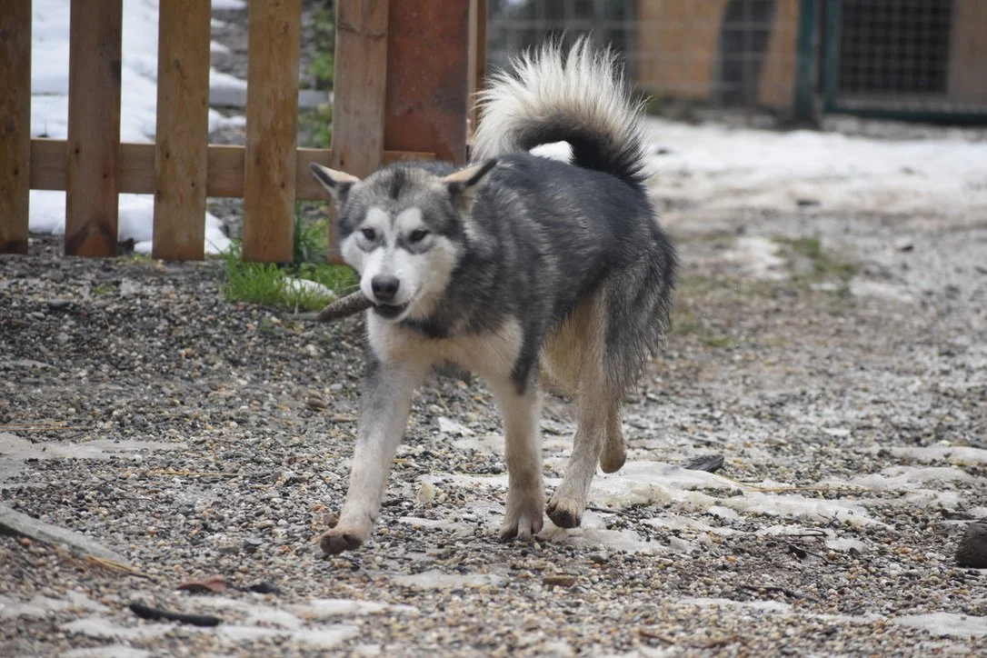 Dory, Alaskan Malamute · photo 2