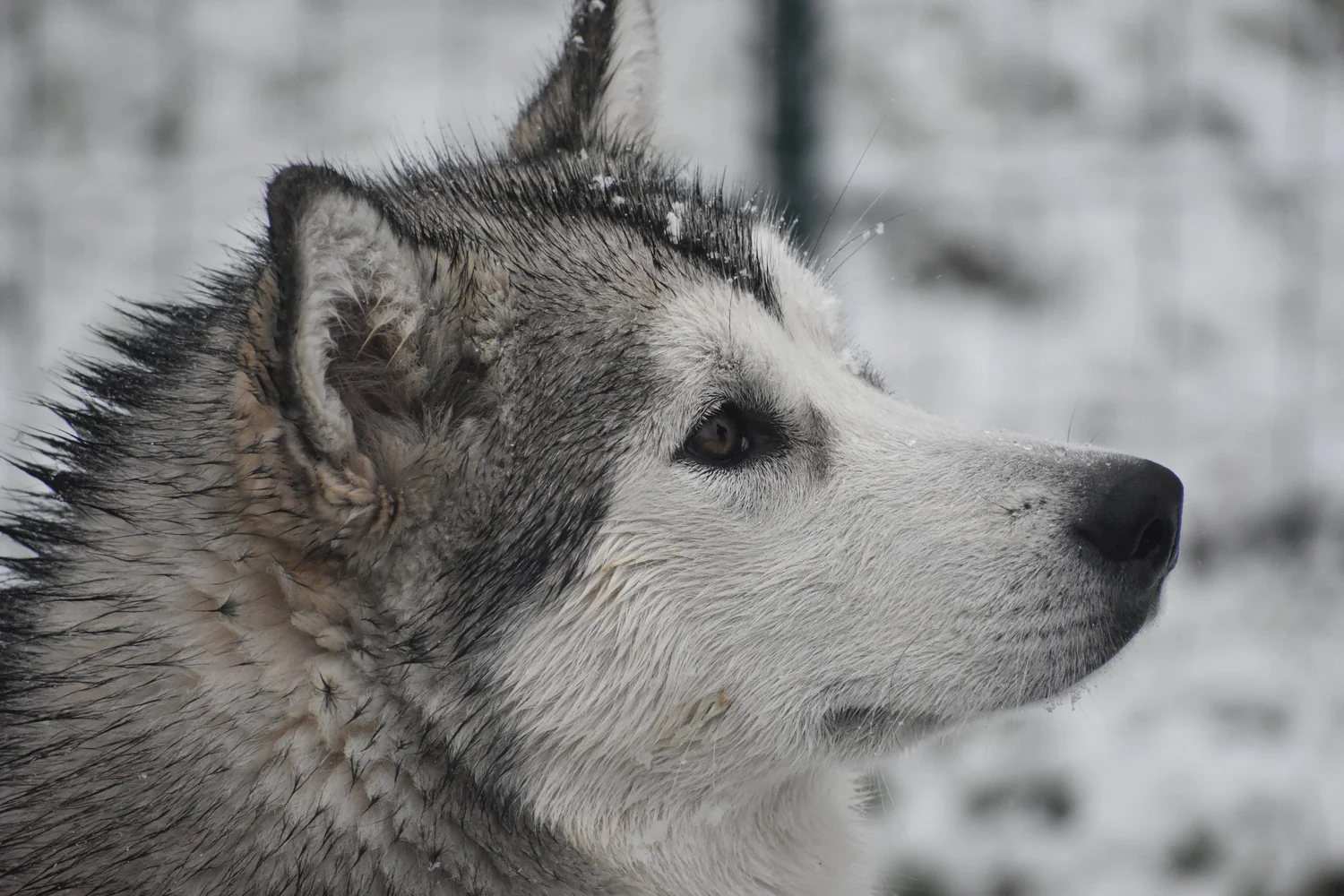 Aria, Alaskan Malamute · photo 7