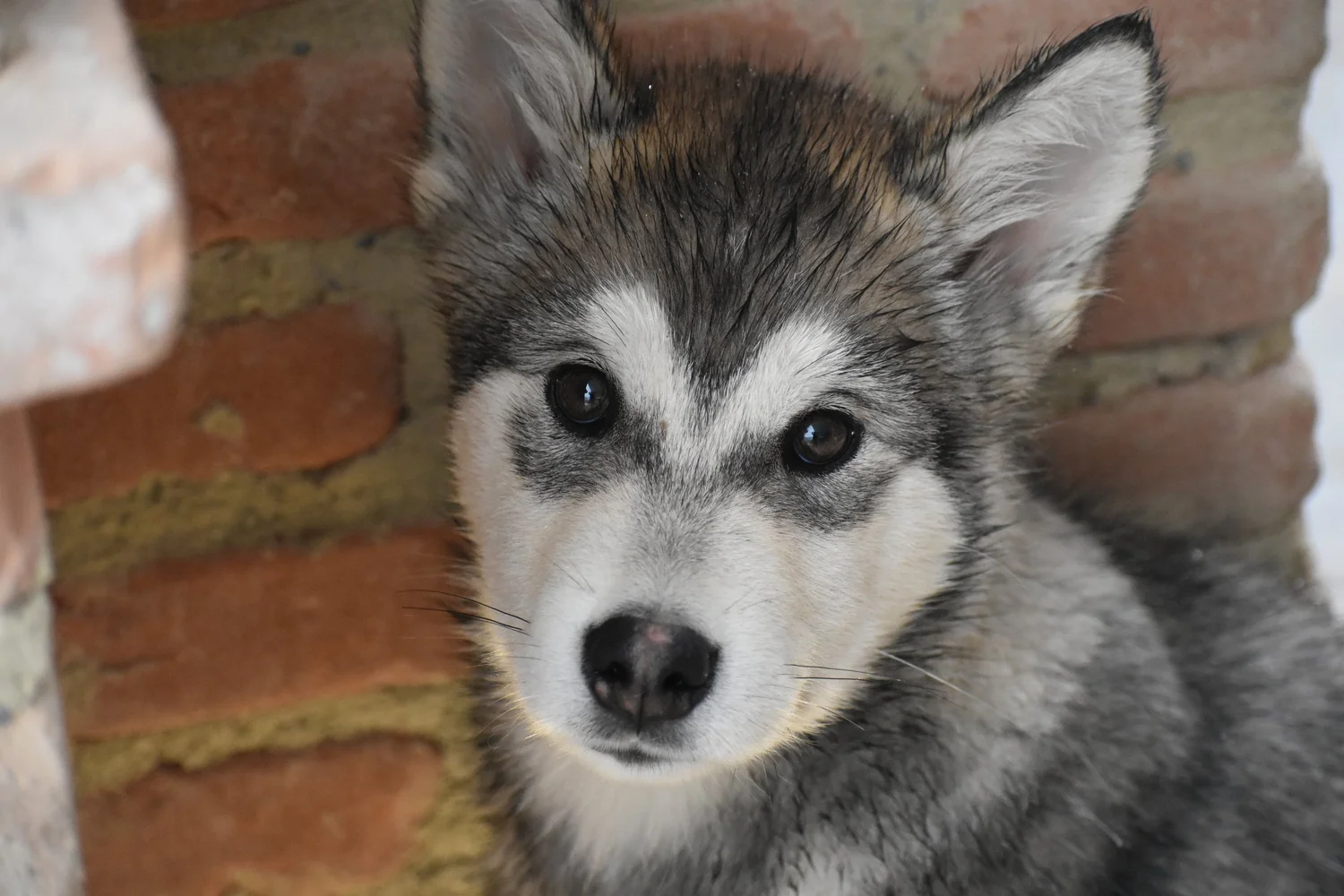 Brina, Alaskan Malamute · photo 3