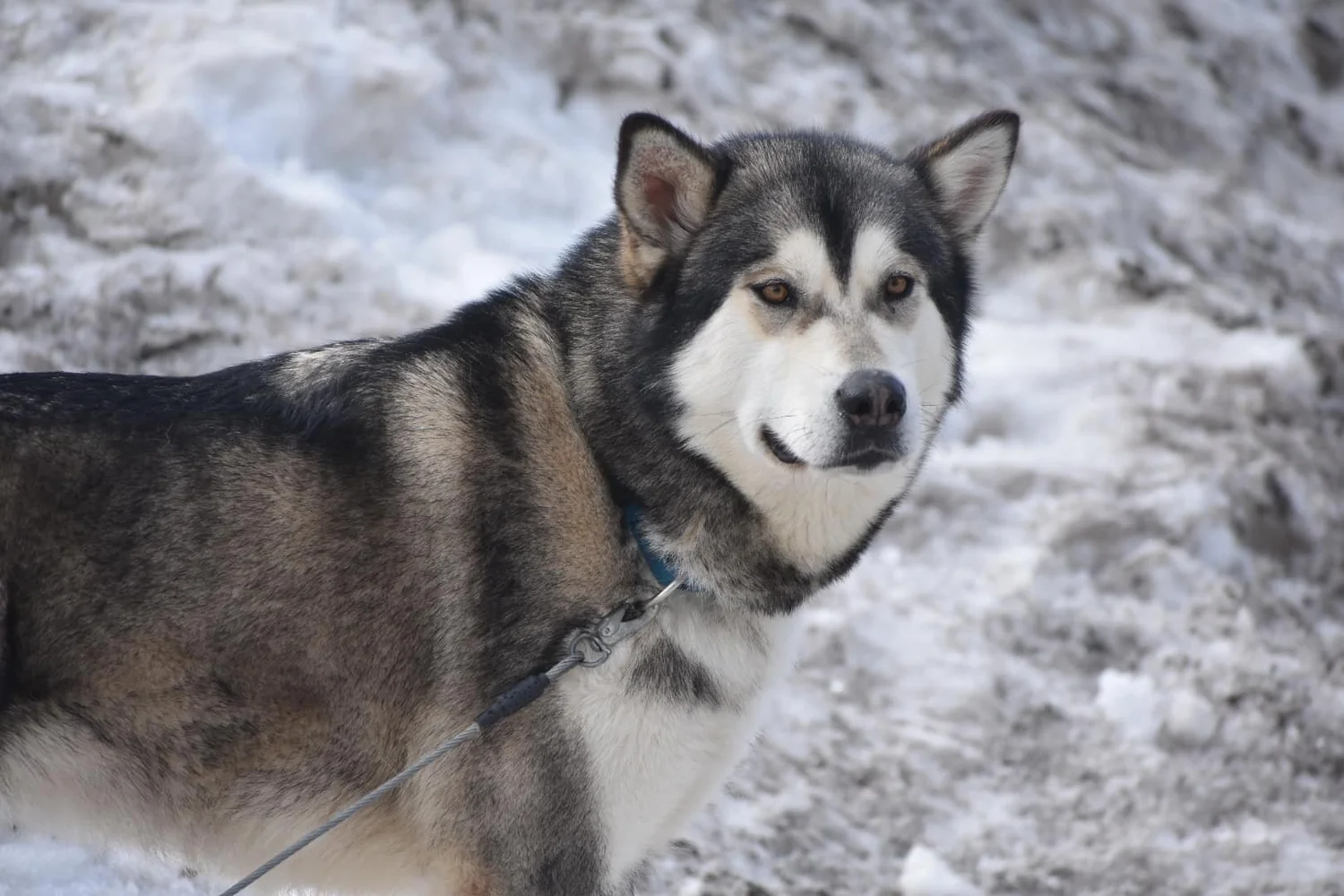 Brina, Alaskan Malamute · photo 11
