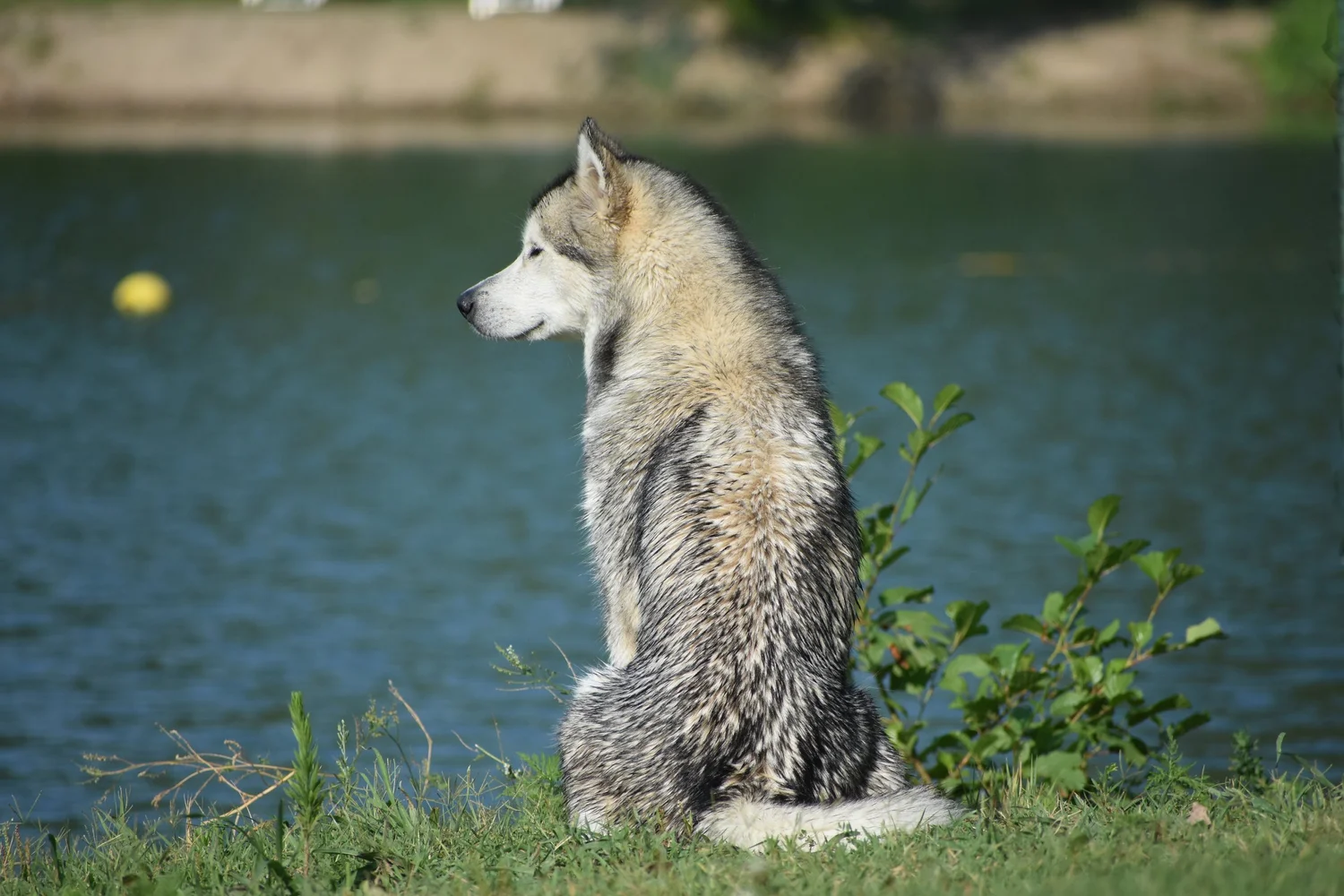 Aria, Alaskan Malamute · photo 4