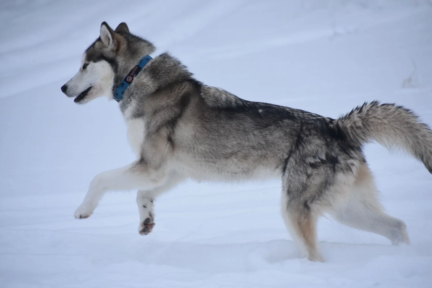 Qiqi, Alaskan Malamute · photo 2