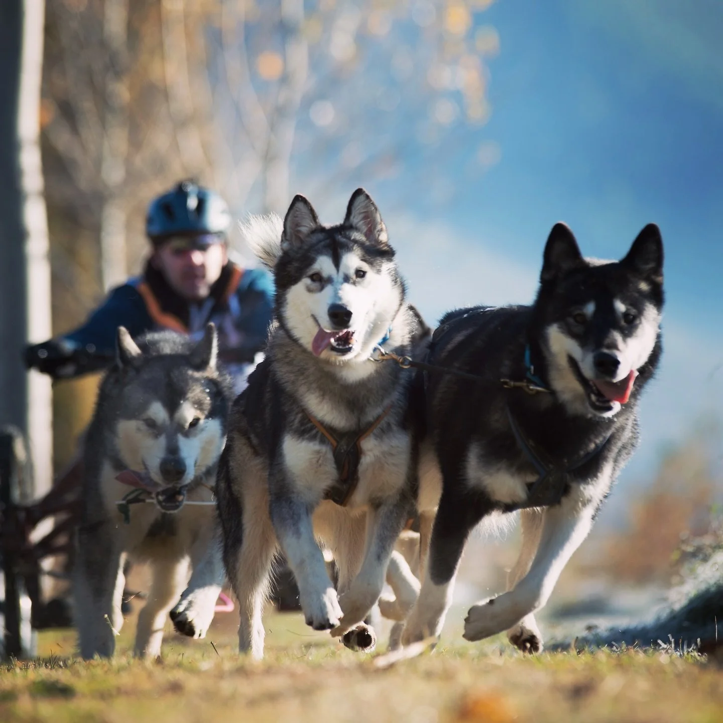 Dory, Alaskan Malamute · photo 6