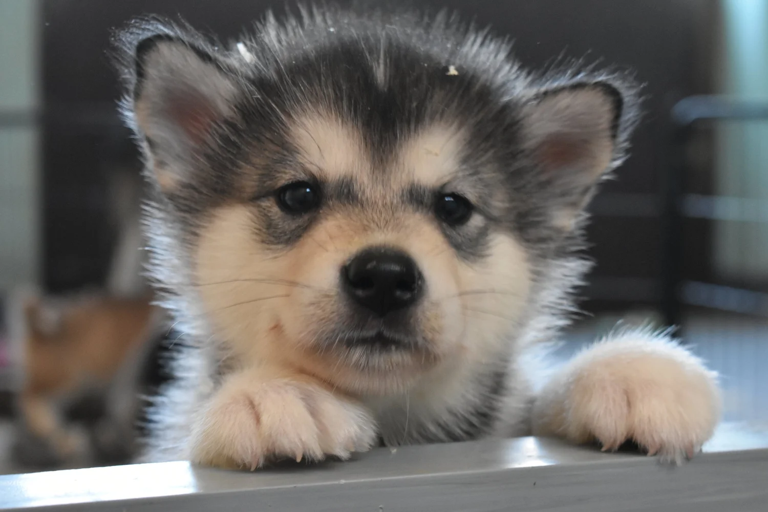 Brina, Alaskan Malamute