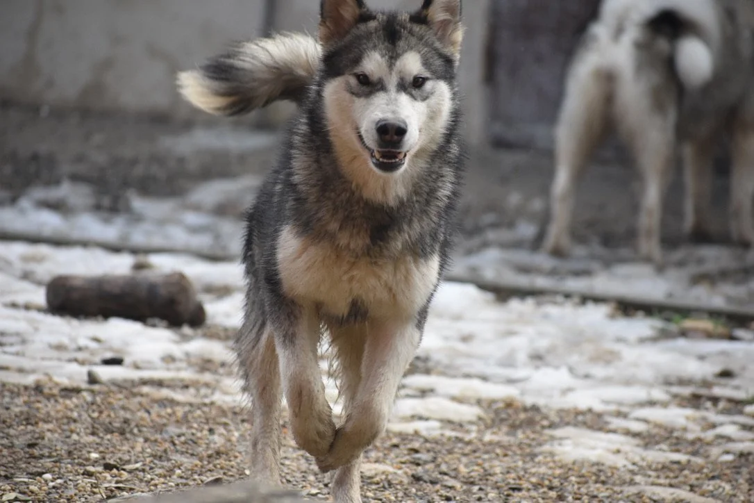 Bora, Alaskan Malamute · photo 3