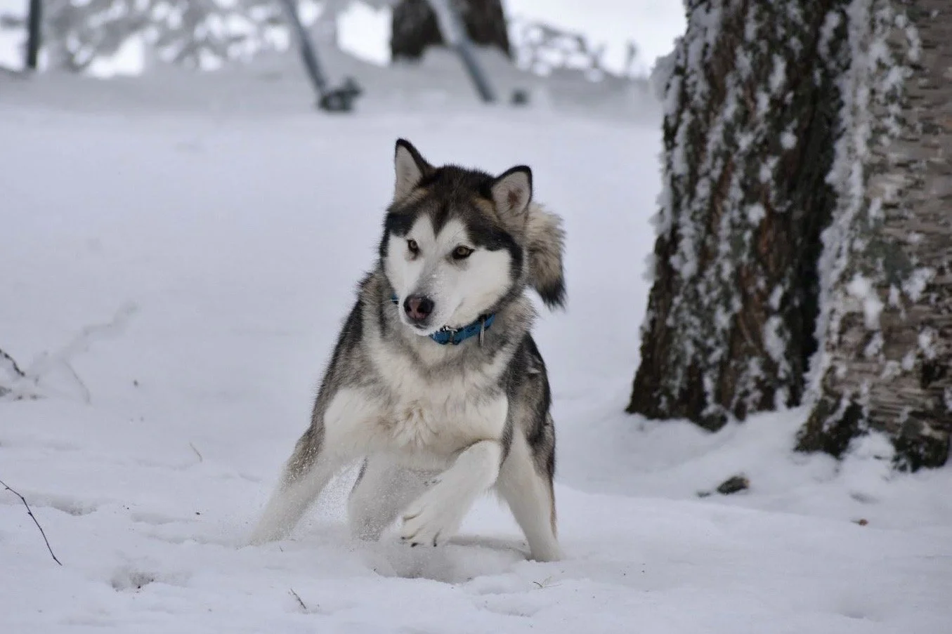 Qiqi, Alaskan Malamute · photo 3