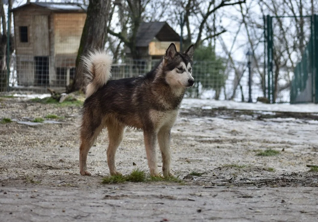 Bora, Alaskan Malamute · photo 2