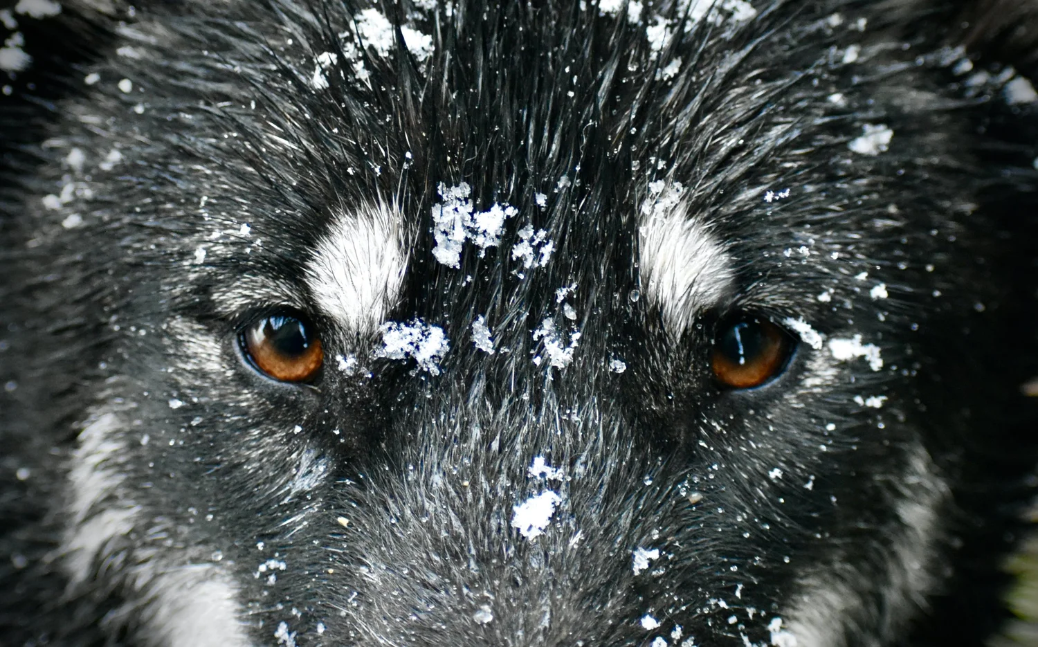 Cenere, Alaskan Malamute · photo 6