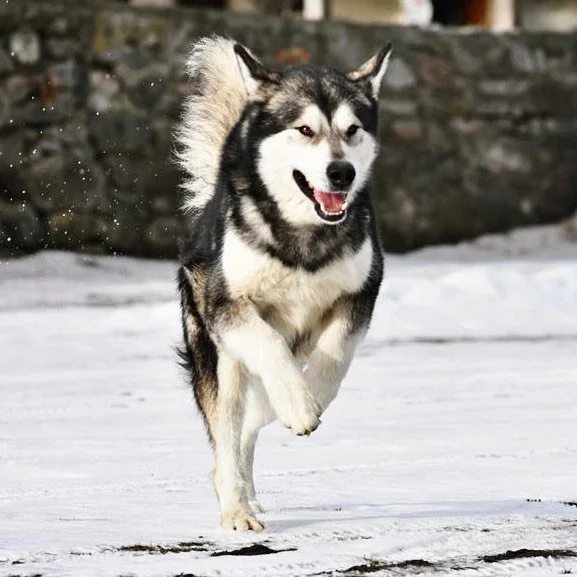 Vind, Alaskan Malamute · photo 9