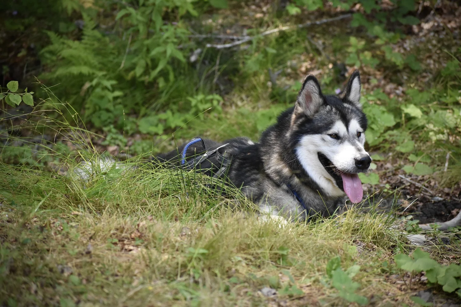 Vind, Alaskan Malamute · photo 7