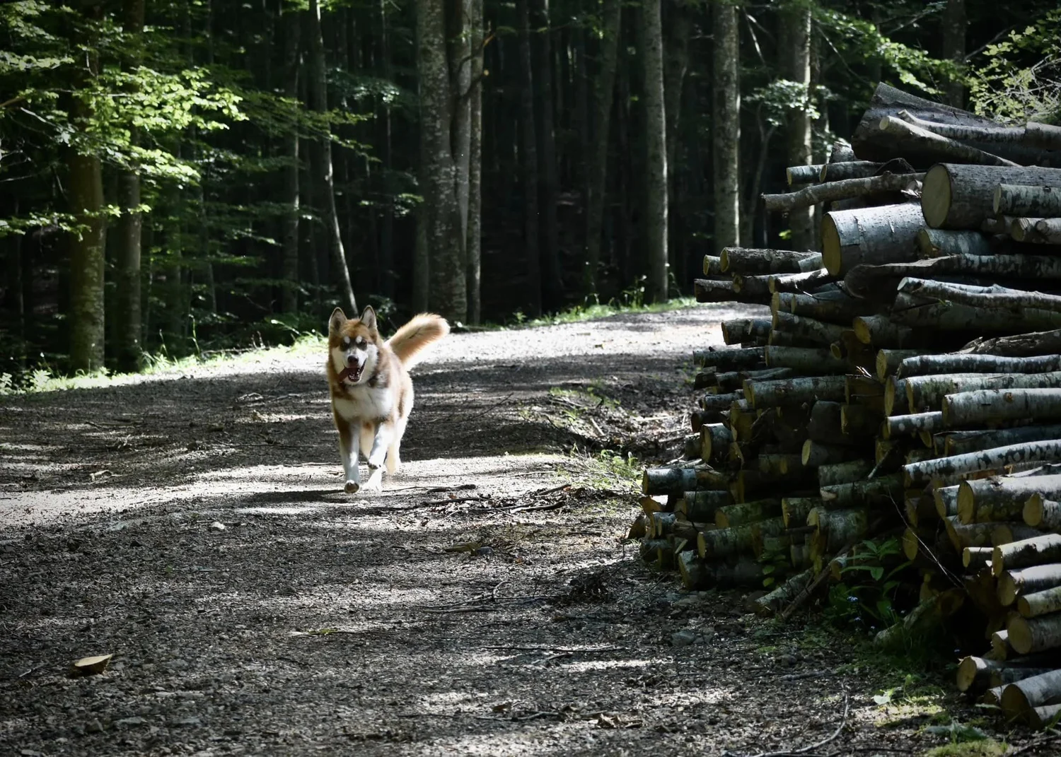 Katla, Alaskan Malamute · photo 8
