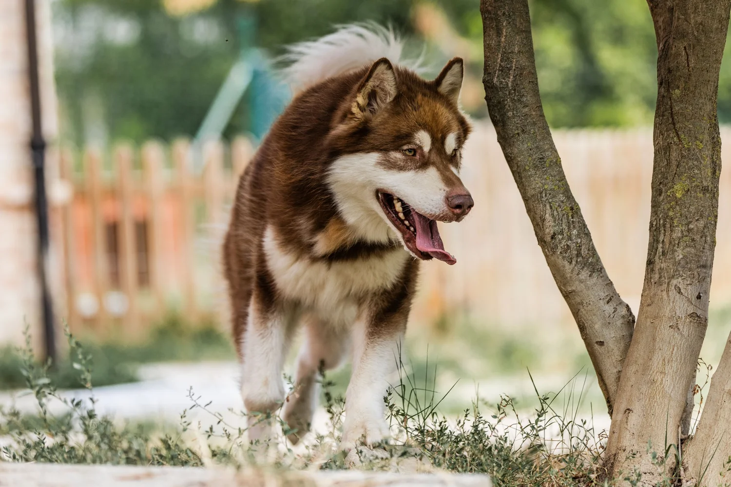 Scar, Alaskan Malamute · photo 7