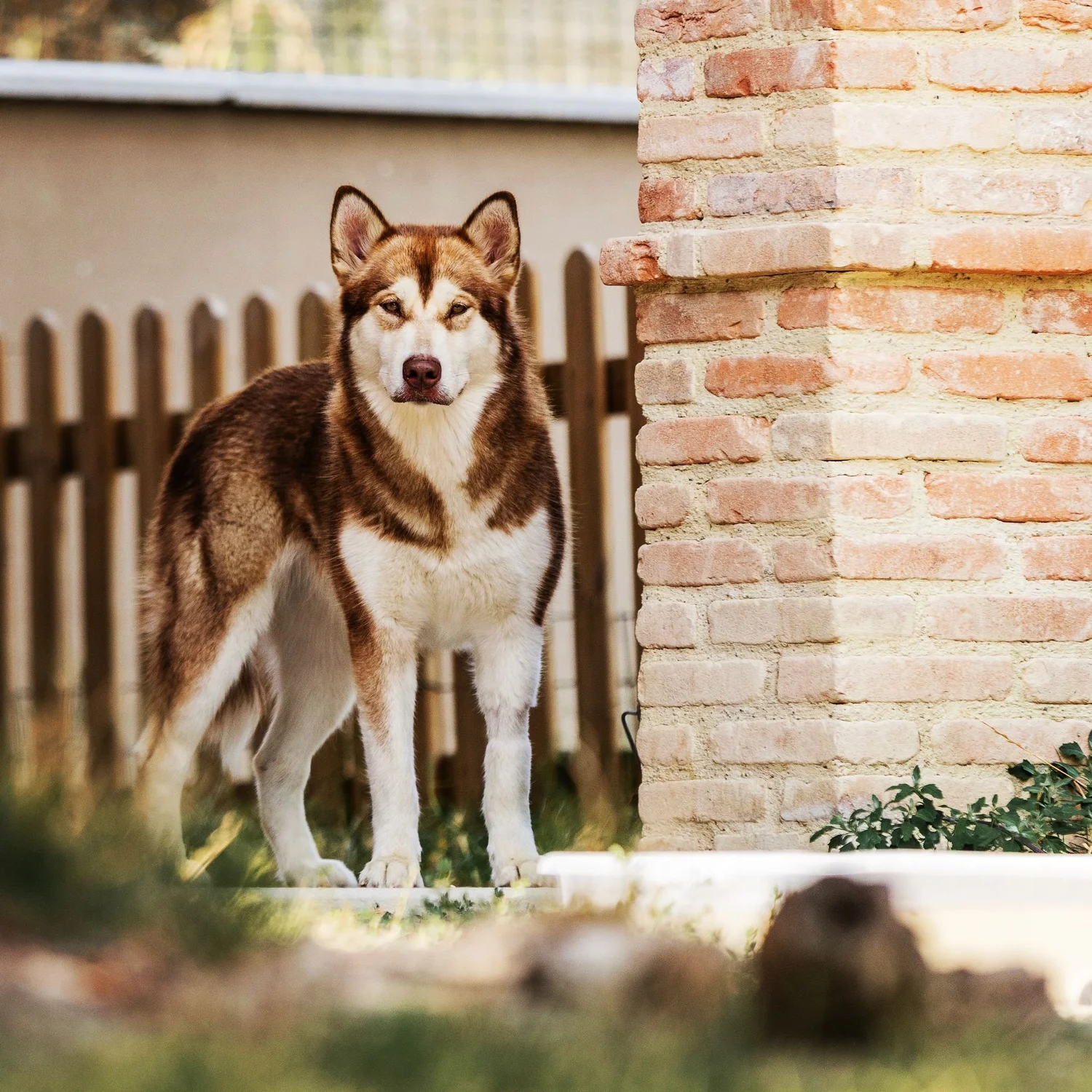 Fiamma, Alaskan Malamute · photo 4