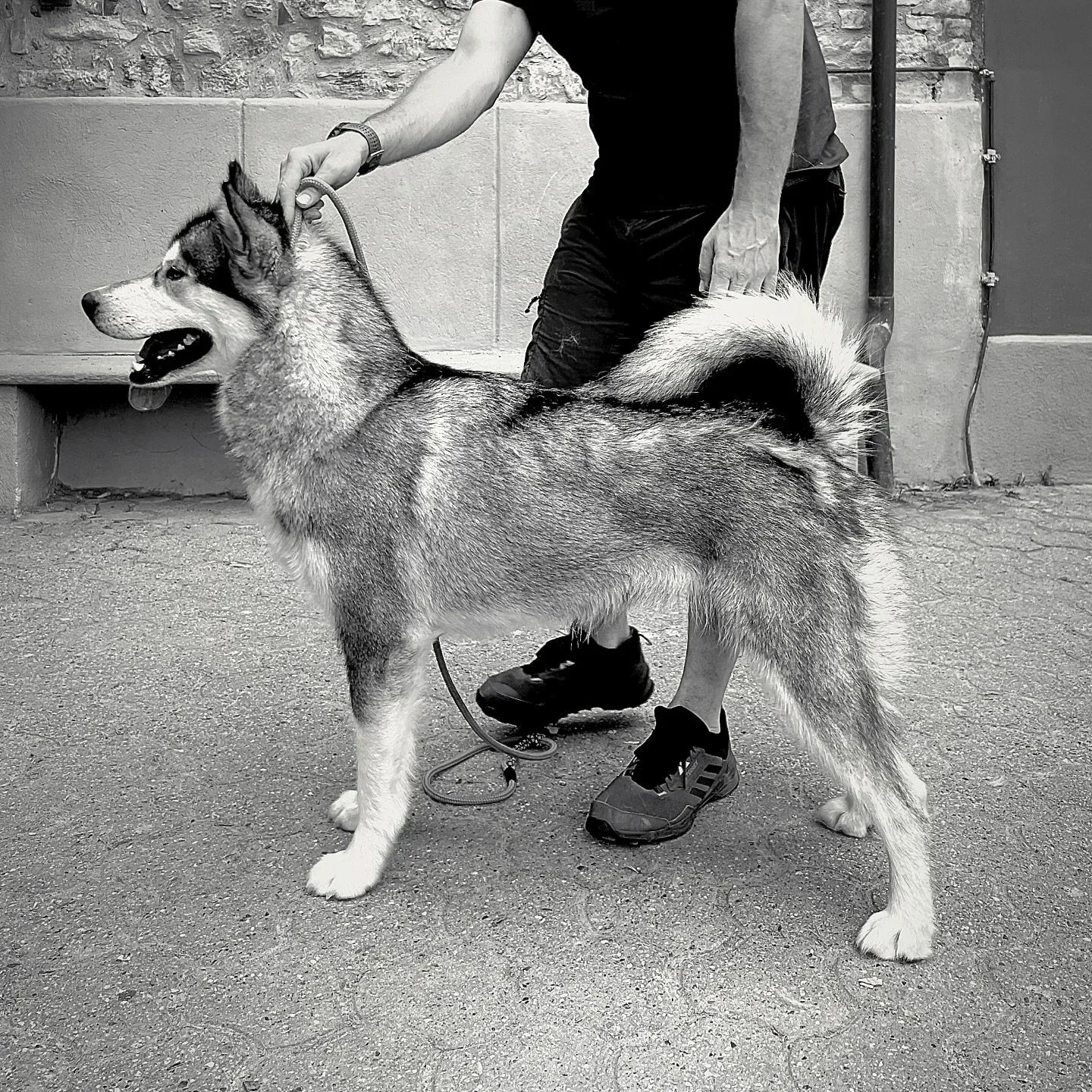Brina, Alaskan Malamute · photo 9
