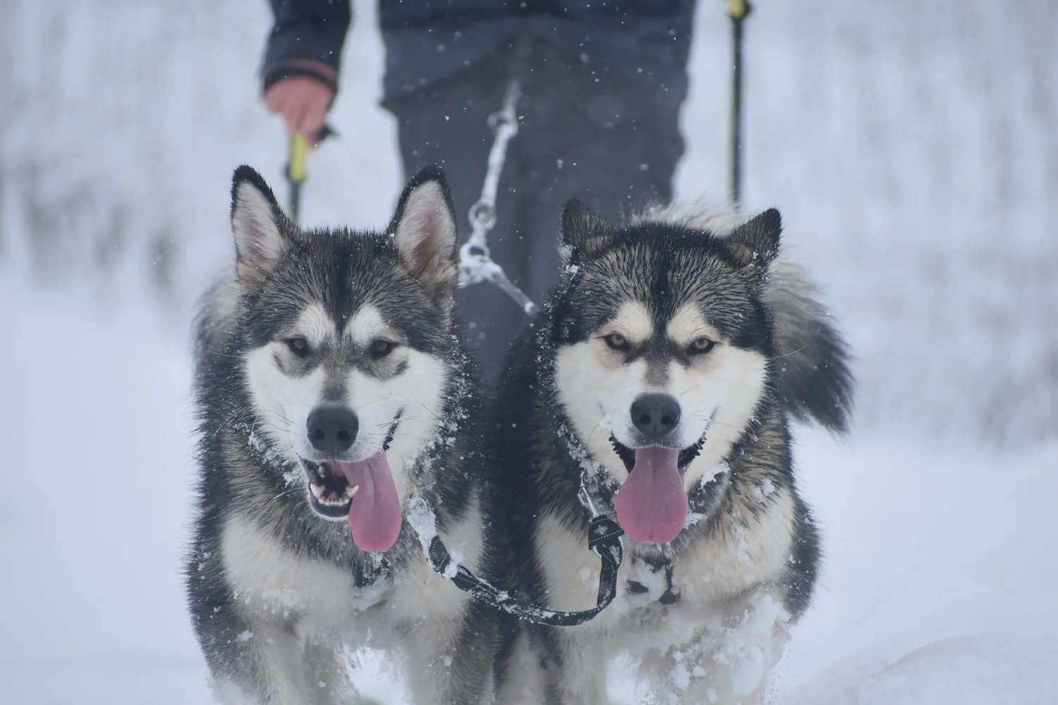 Vind, Alaskan Malamute · photo 2