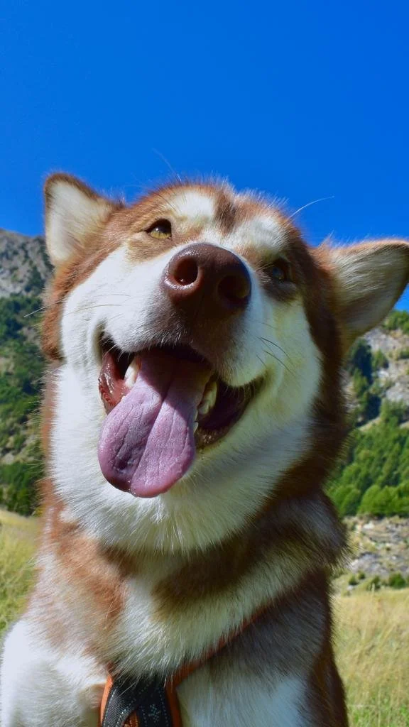 Fiamma, Alaskan Malamute · photo 2