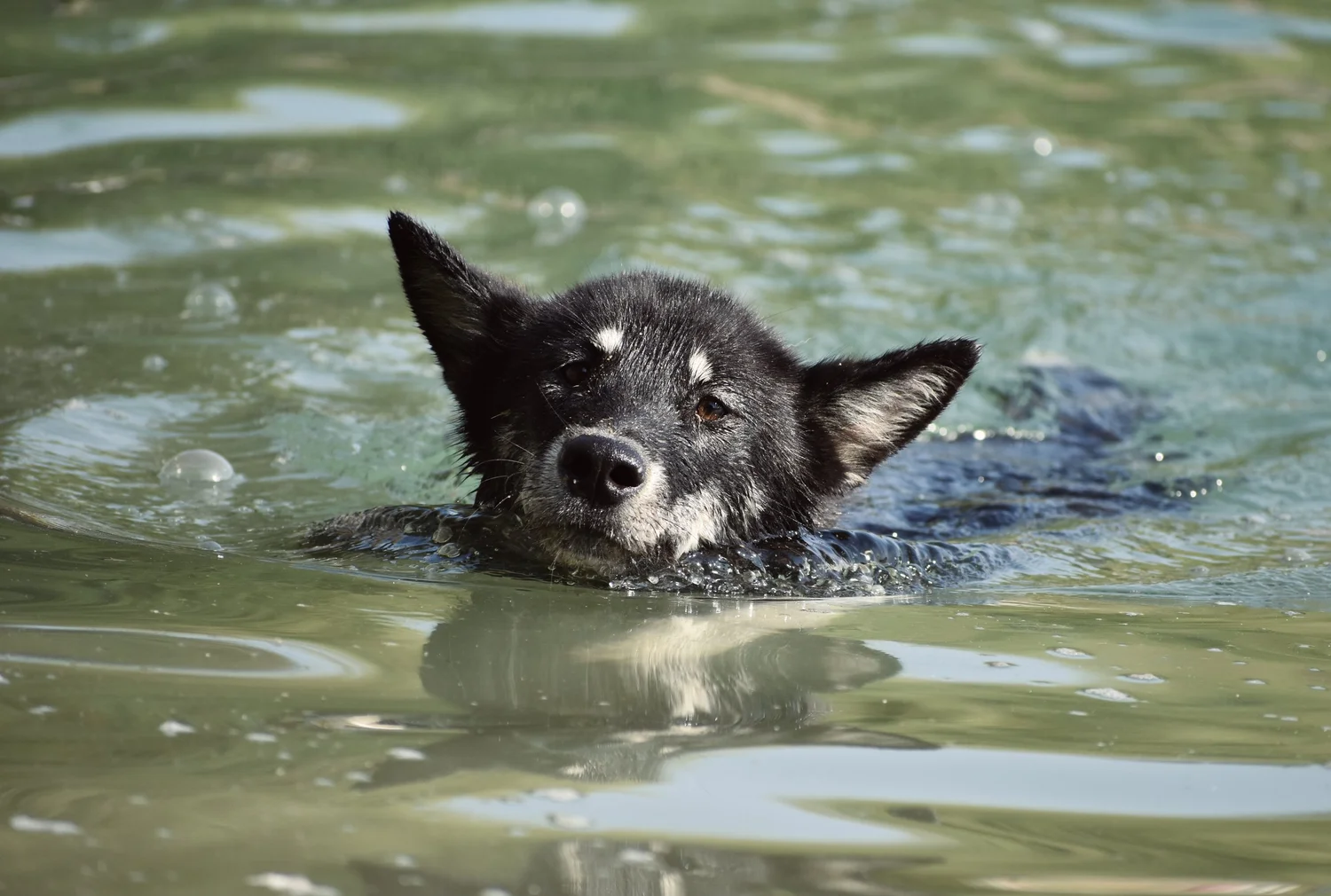 Cenere, Alaskan Malamute · photo 4