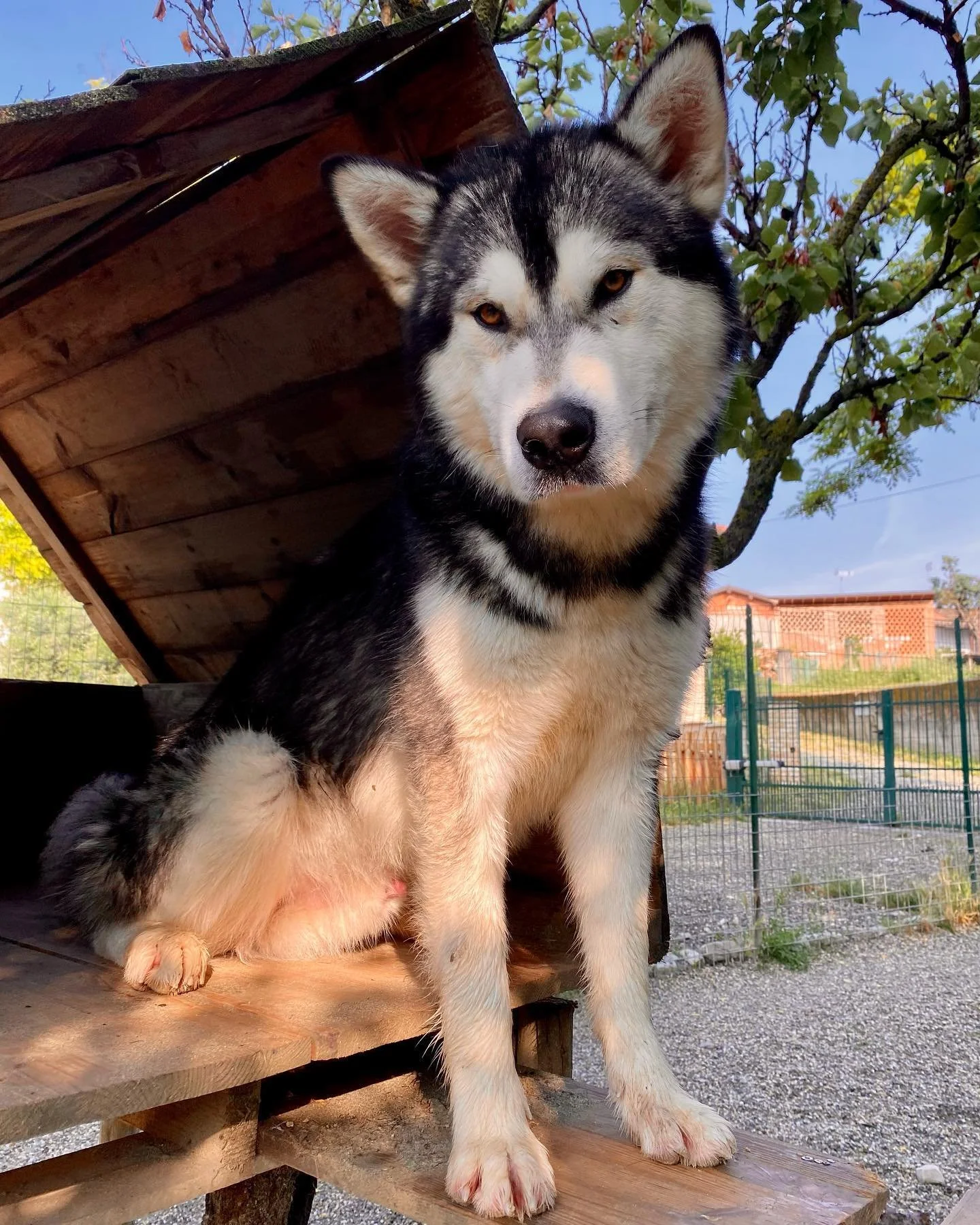 Kol, Alaskan Malamute · photo 2