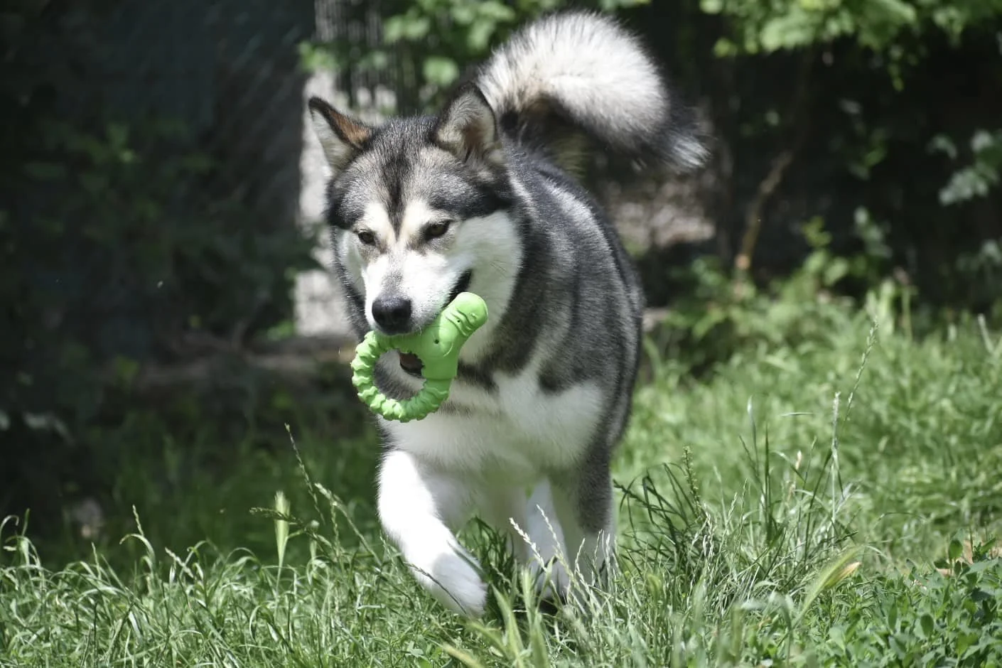 Brina, Alaskan Malamute · photo 8