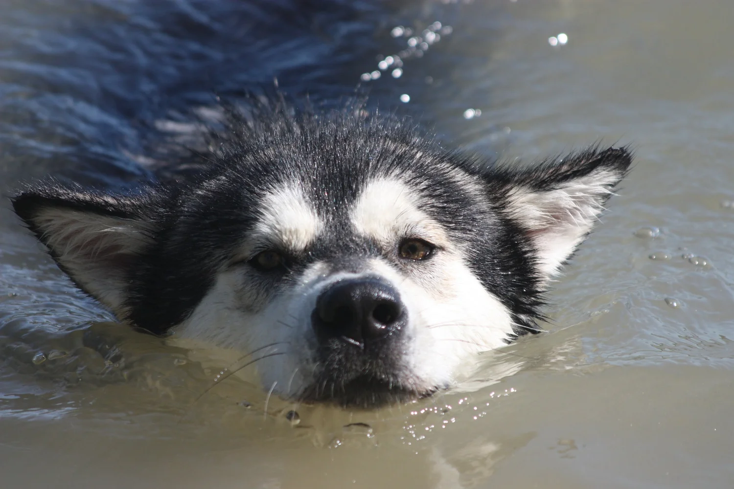 Pioggia, Alaskan Malamute · photo 3
