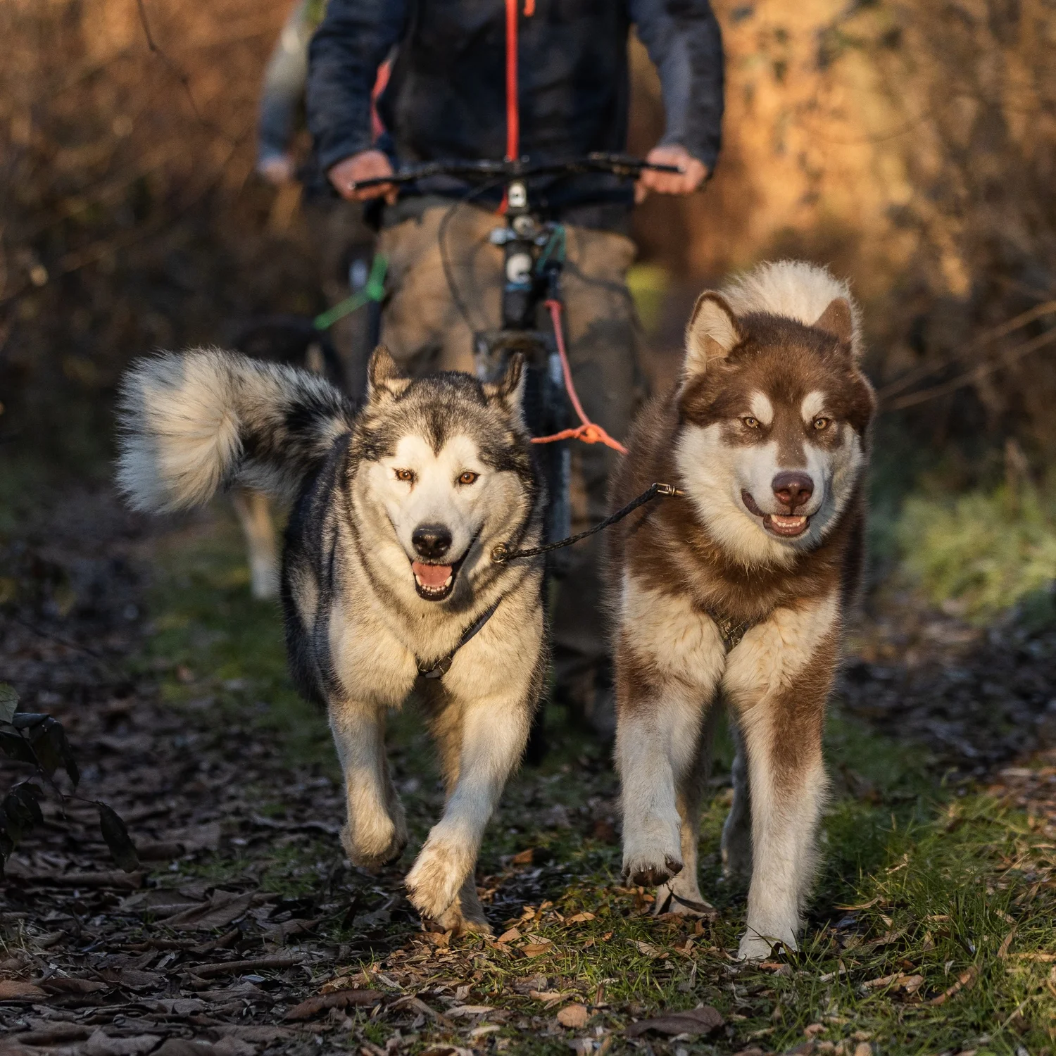 Scar, Alaskan Malamute · photo 4
