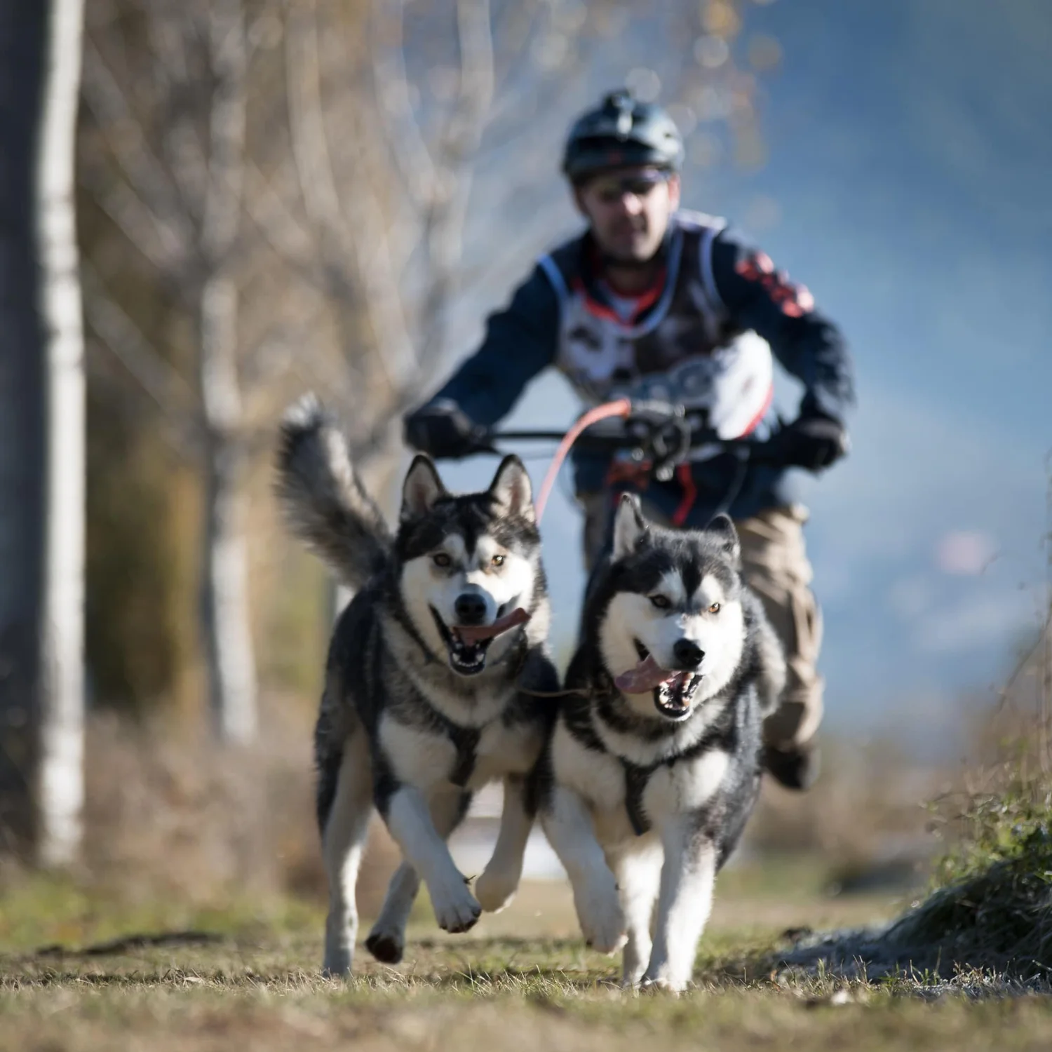 Brina, Alaskan Malamute · photo 5