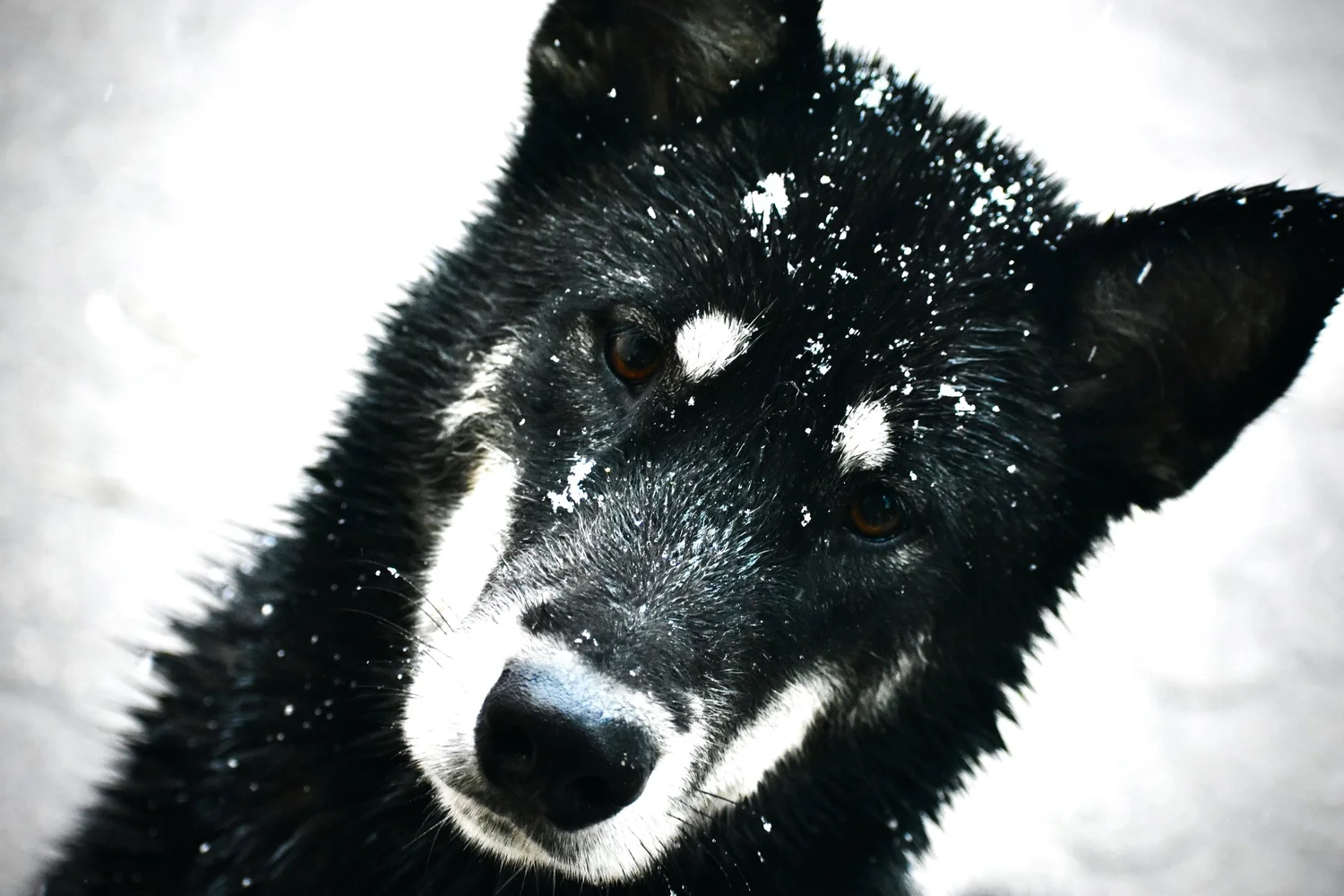 Alaskan Malamute in a winter landscape