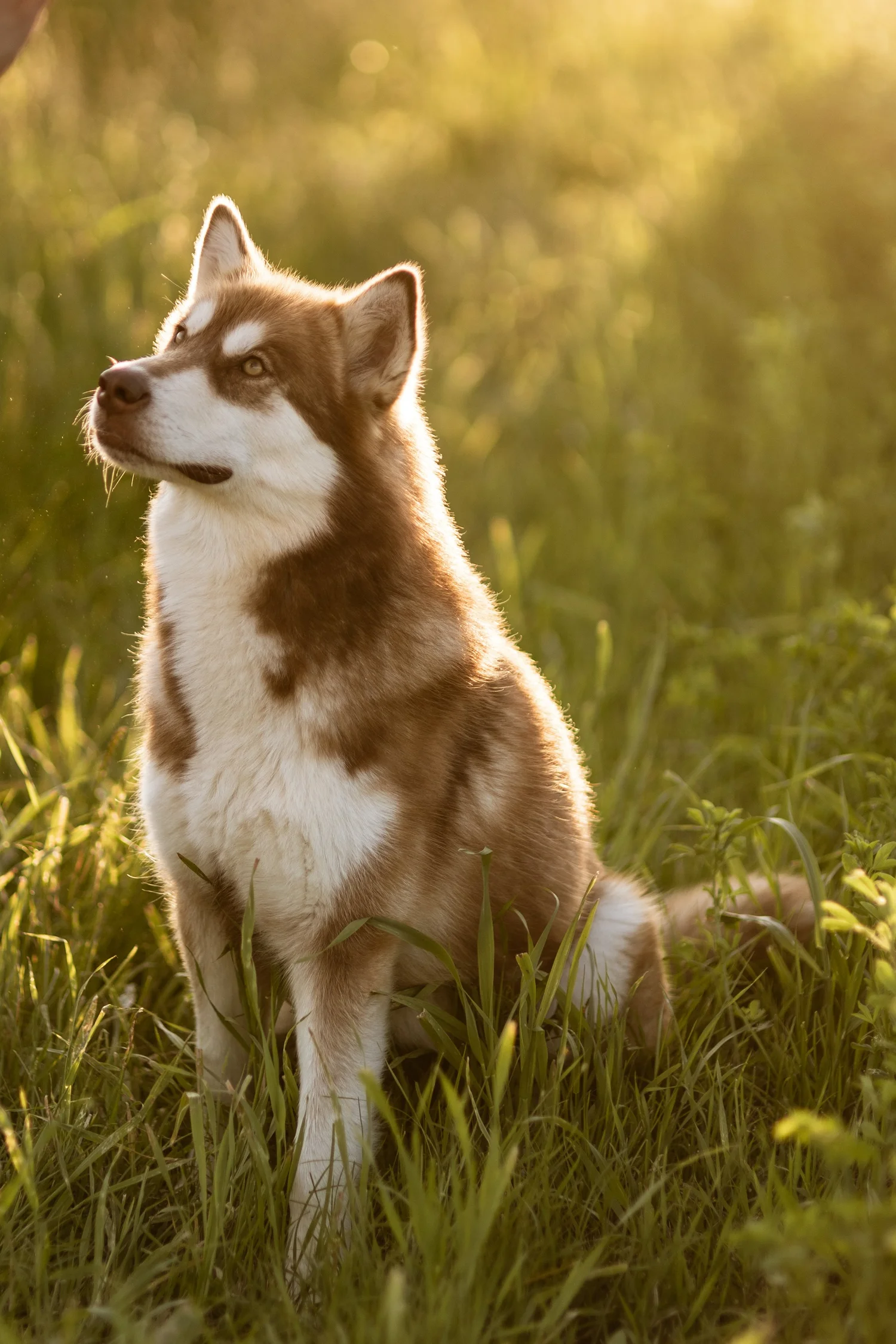 Katla, Alaskan Malamute · photo 3