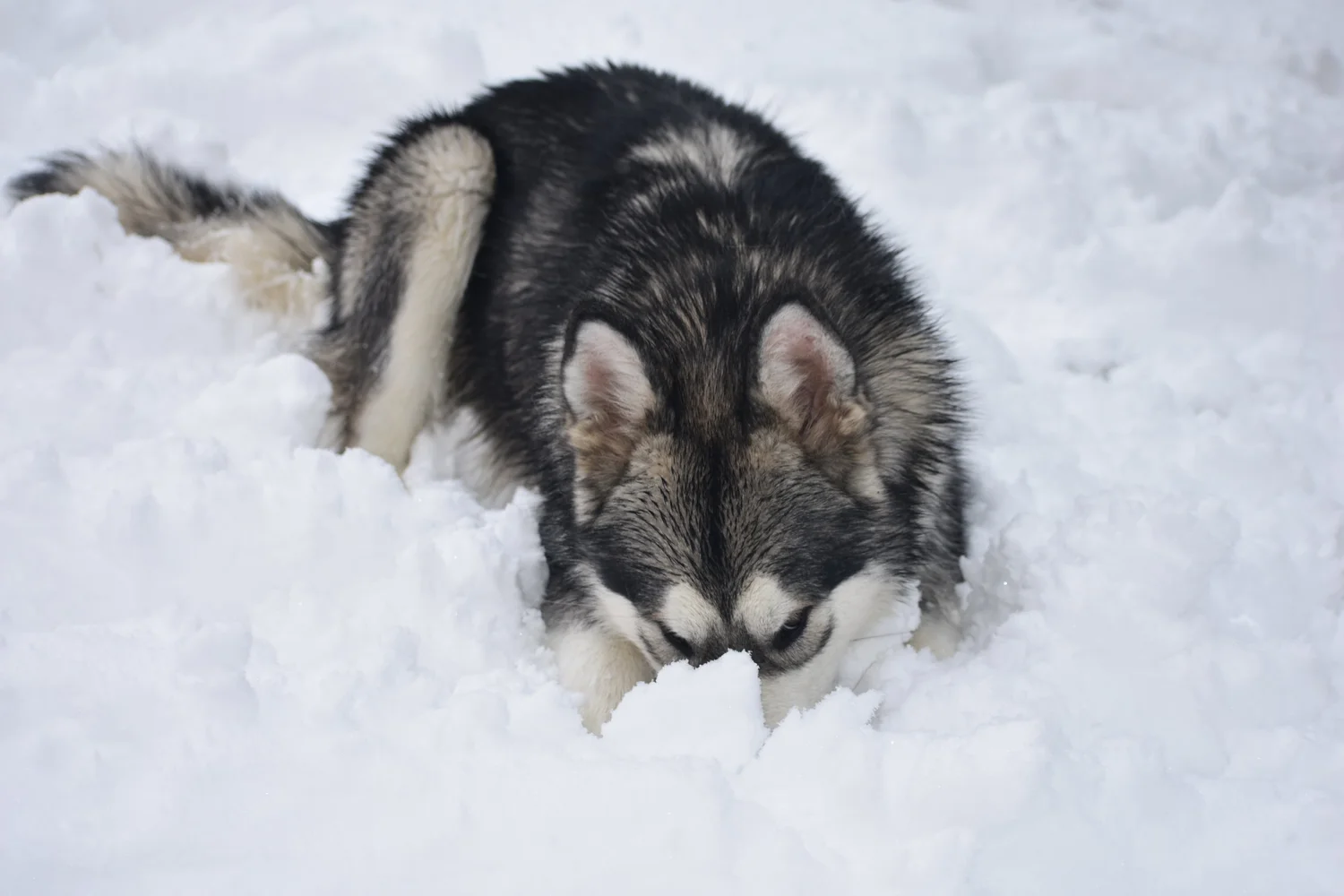 Vind, Alaskan Malamute · photo 3