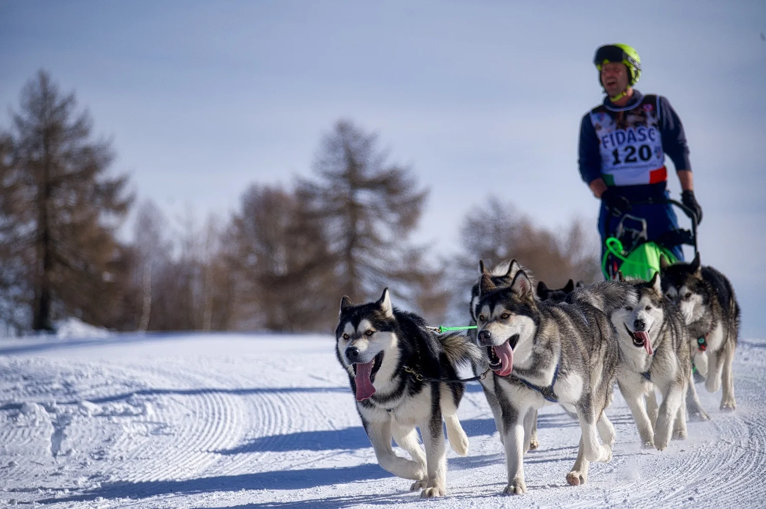 Brina, Alaskan Malamute · photo 6